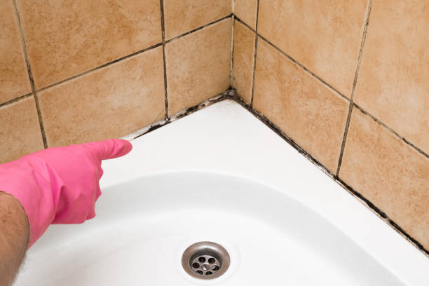 Best Emergency Mold Remediation in Mill Plain, CT